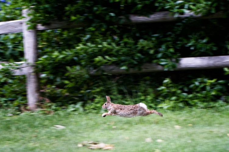 Rabbit running