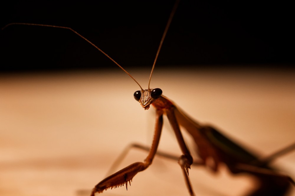 Praying Mantis staring at camera