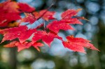 Red Leaves