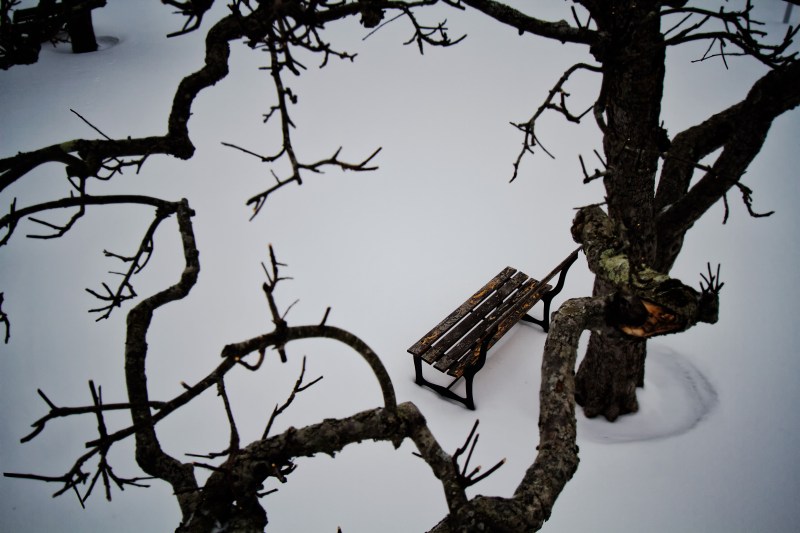 Bench under apple tree in the snow
