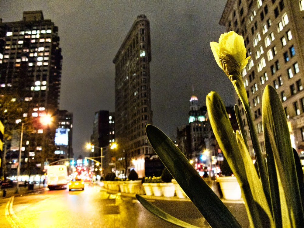 Flatiron Daffodil
