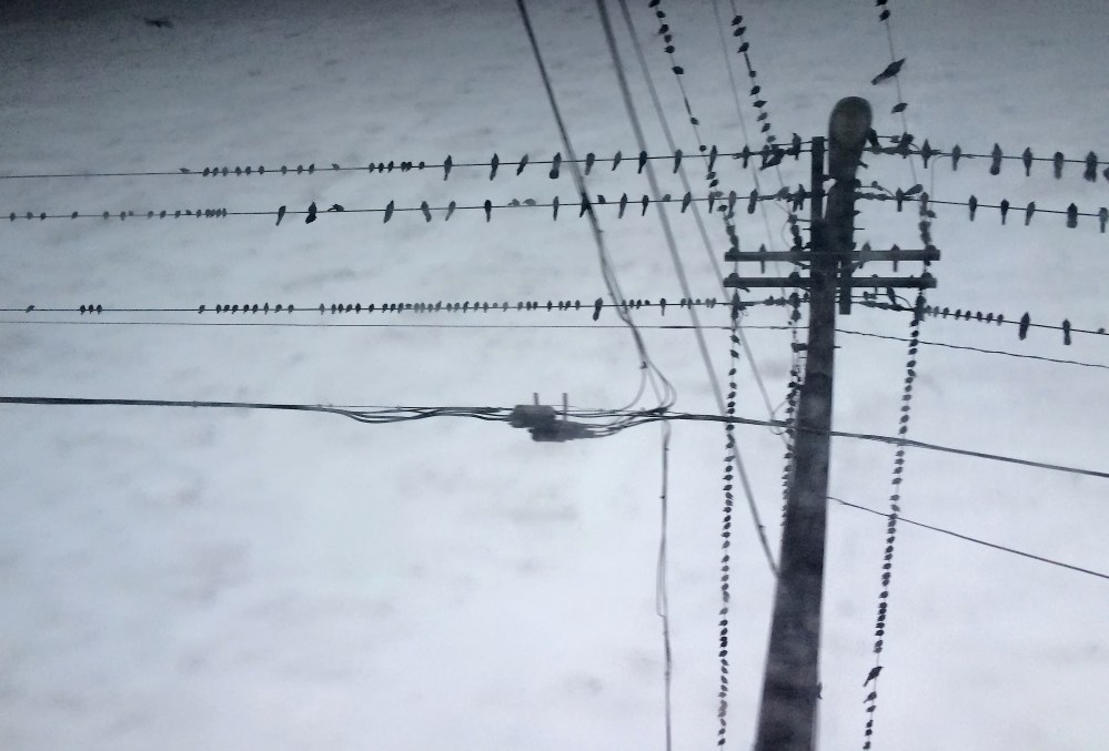 Birds on a wire