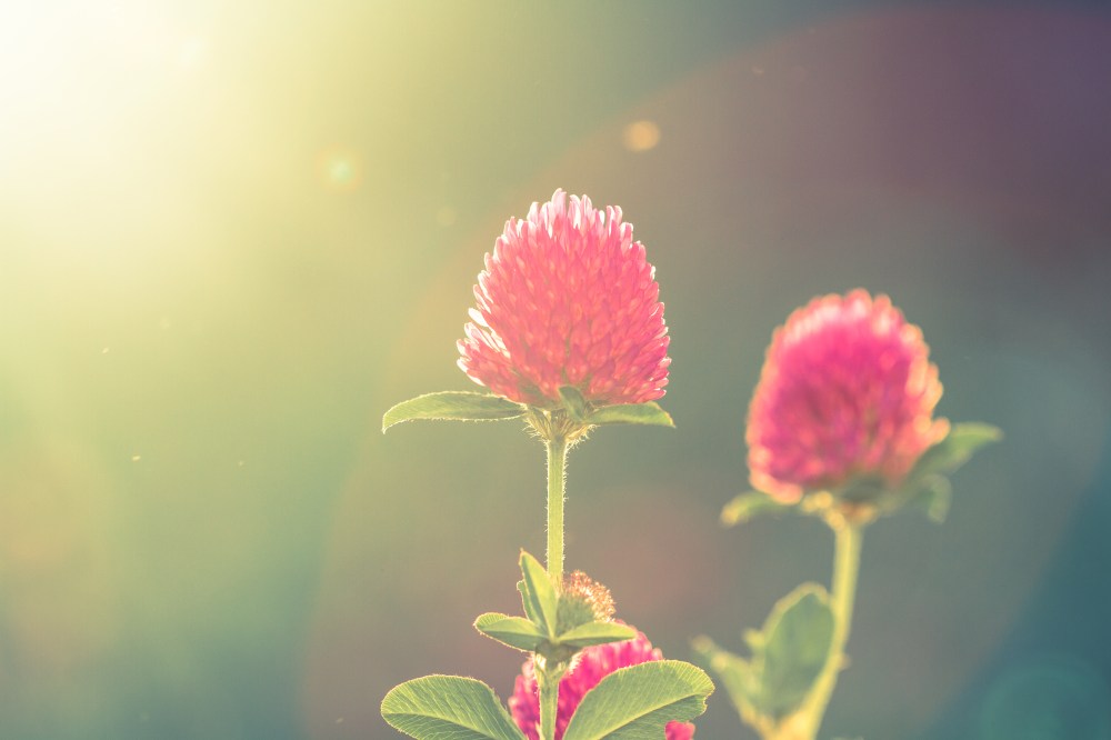 purple clover at sunset