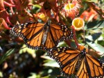Monarch Butterfly