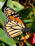 Monarch Butterfly