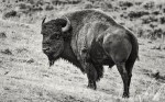 Bison1
