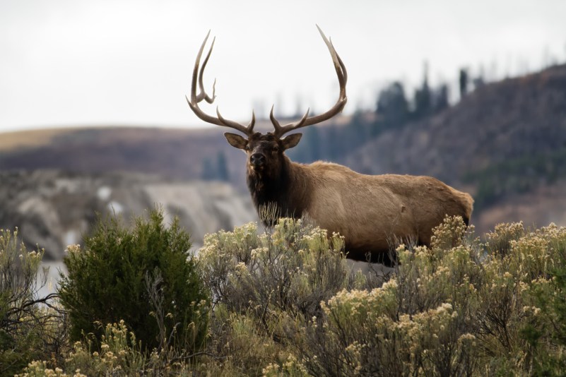 Montana201510-108-Edit-Edit