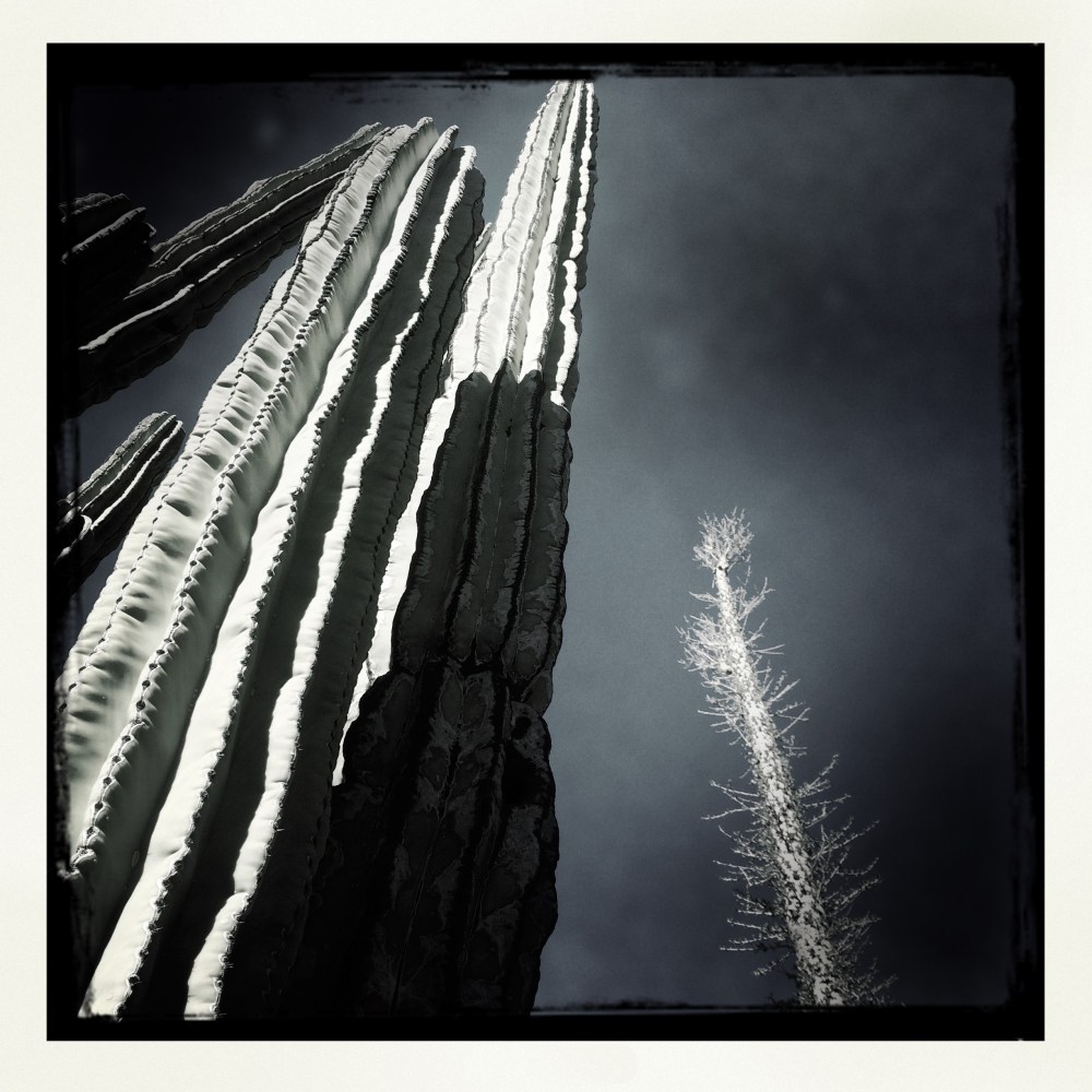 Black and white cactus