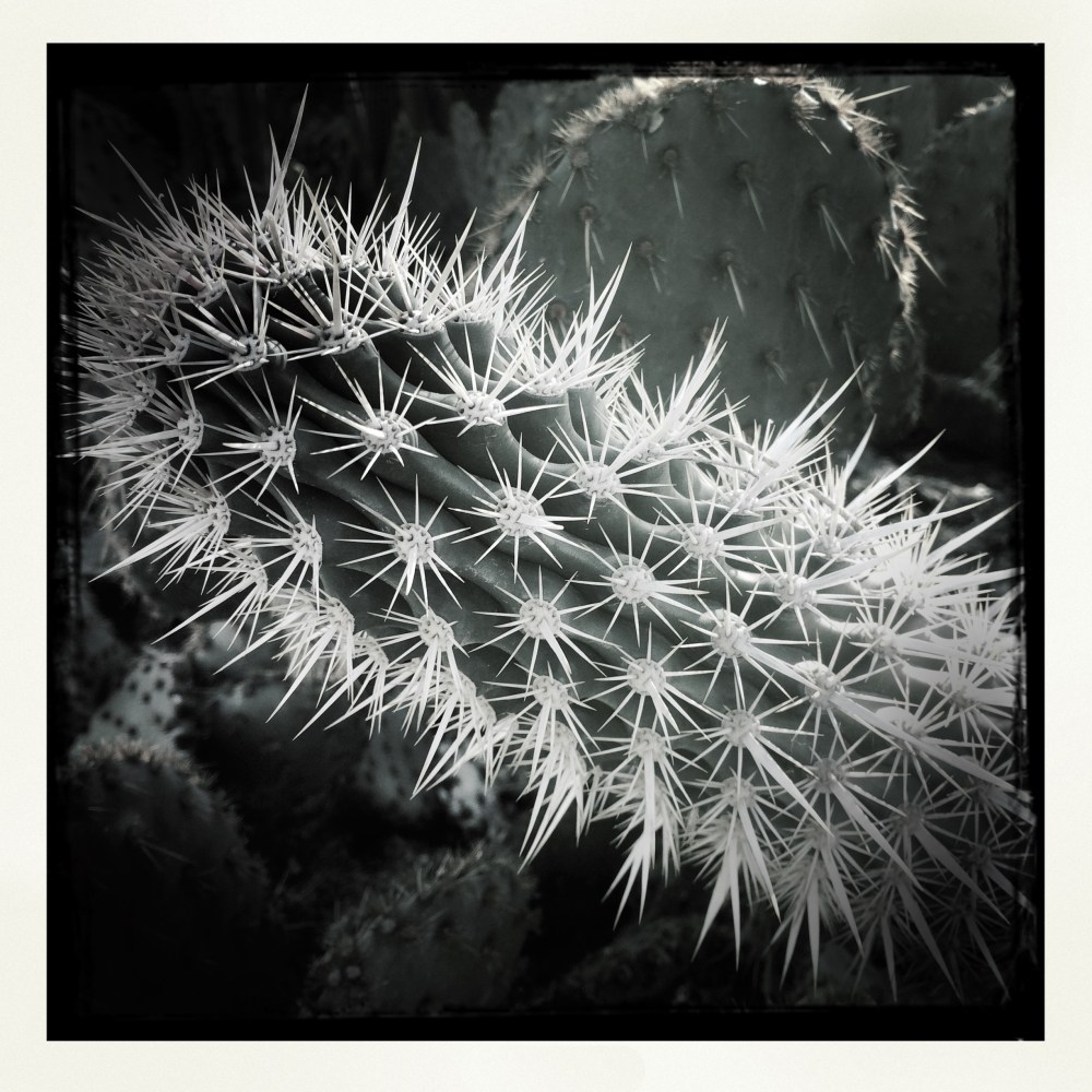 Black and white cactus