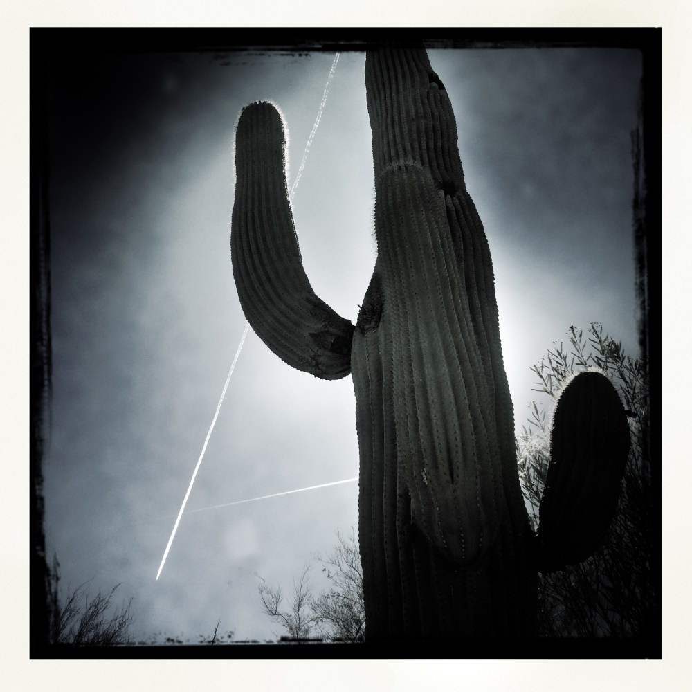 Black and white cactus