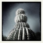 Black and white cactus&nbsp;(6)
