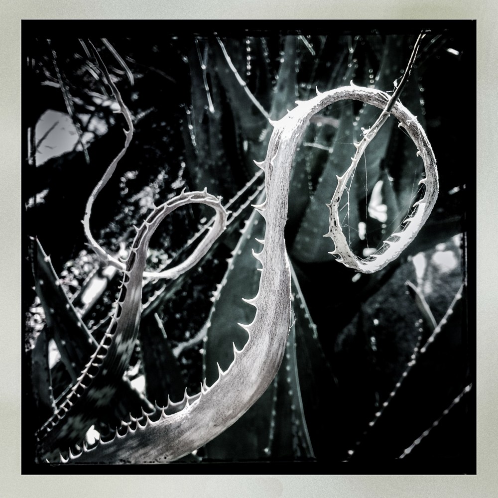 Black and white cactus