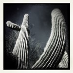Black and white cactus&nbsp;(3)