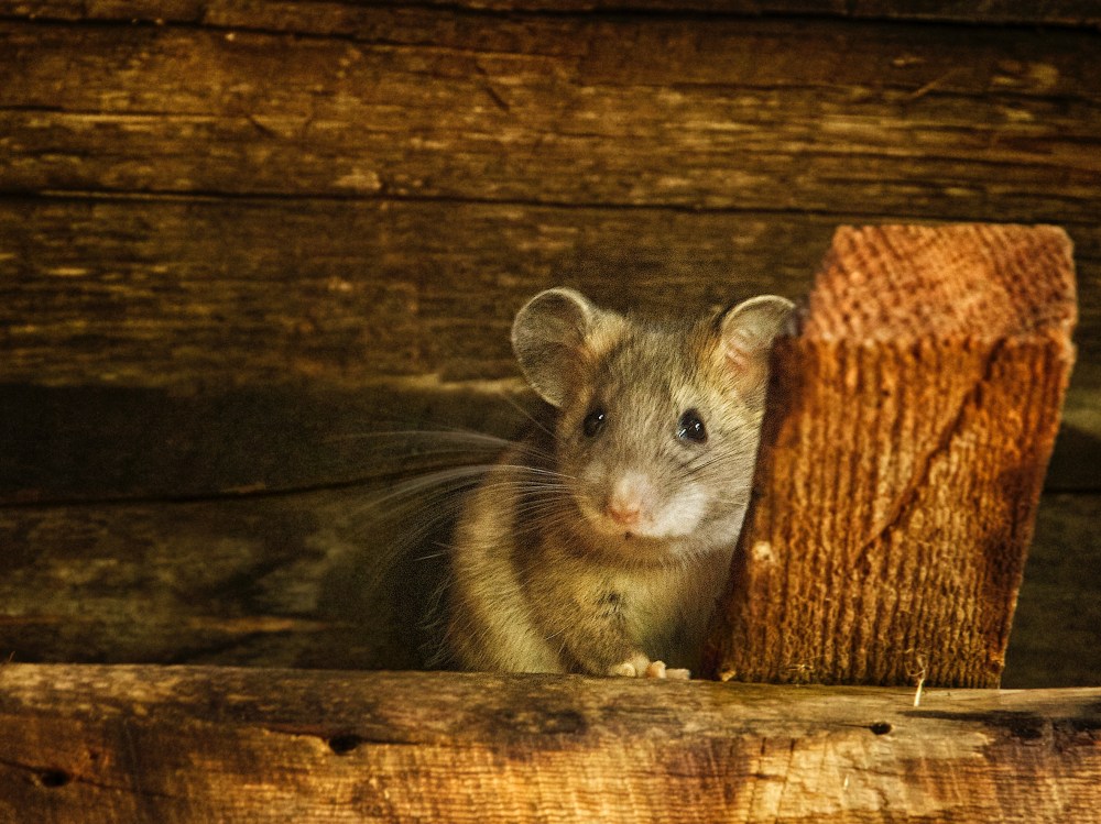 mouse under roof beams