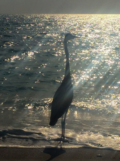 Heron at sunset