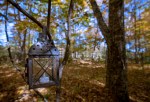 lantern in the&nbsp;woods