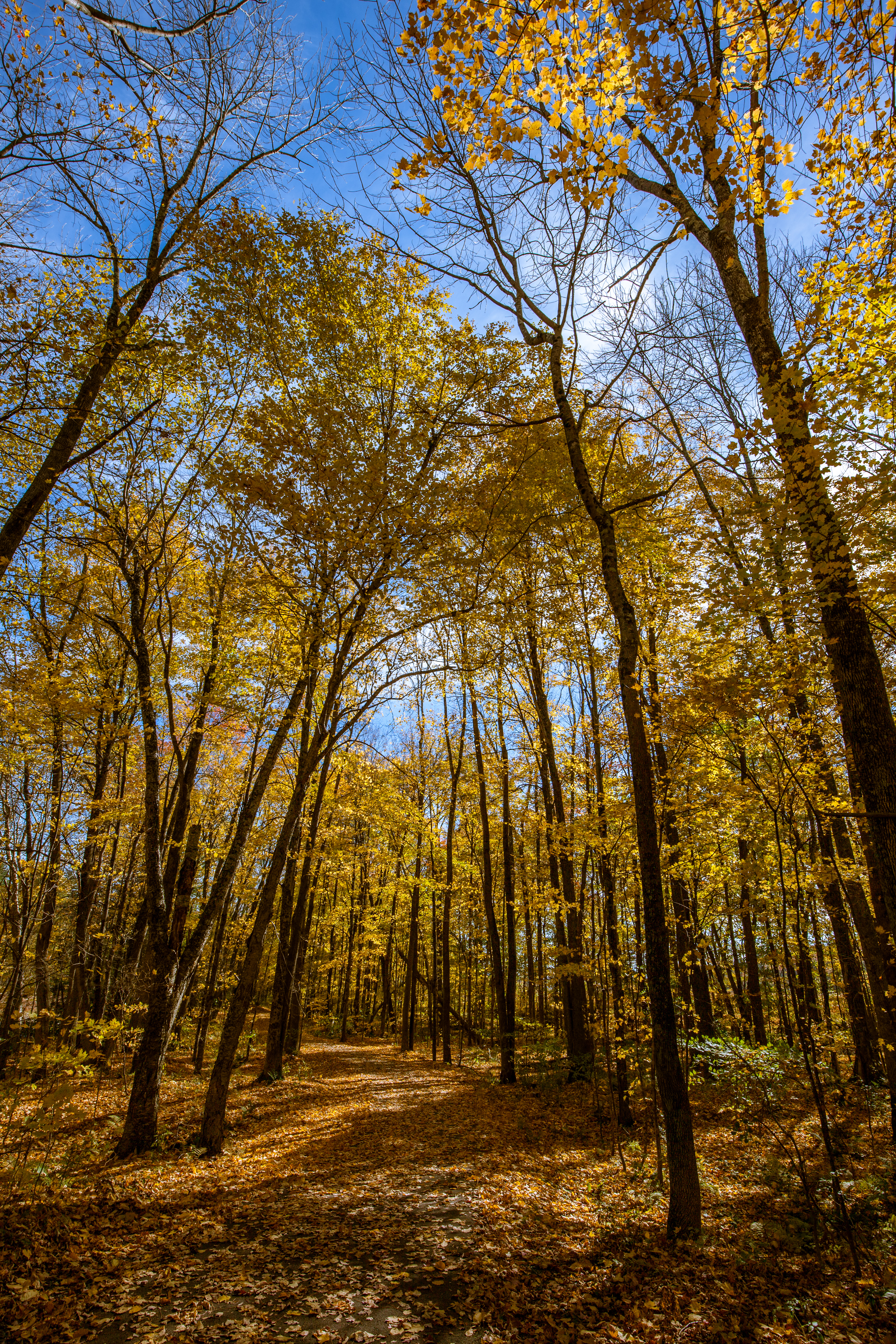 foliage and sky