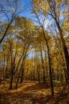 foliage and sky