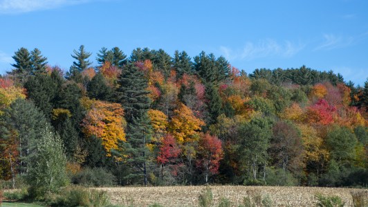 Vermont foliage 1