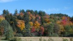 Vermont foliage 1