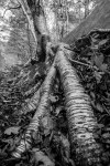 Vermont Tree Roots&nbsp;1