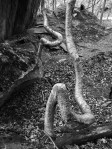Vermont Tree Roots&nbsp;3