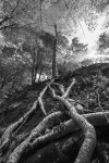 Vermont Tree Roots&nbsp;4