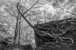 Vermont Tree Roots&nbsp;5