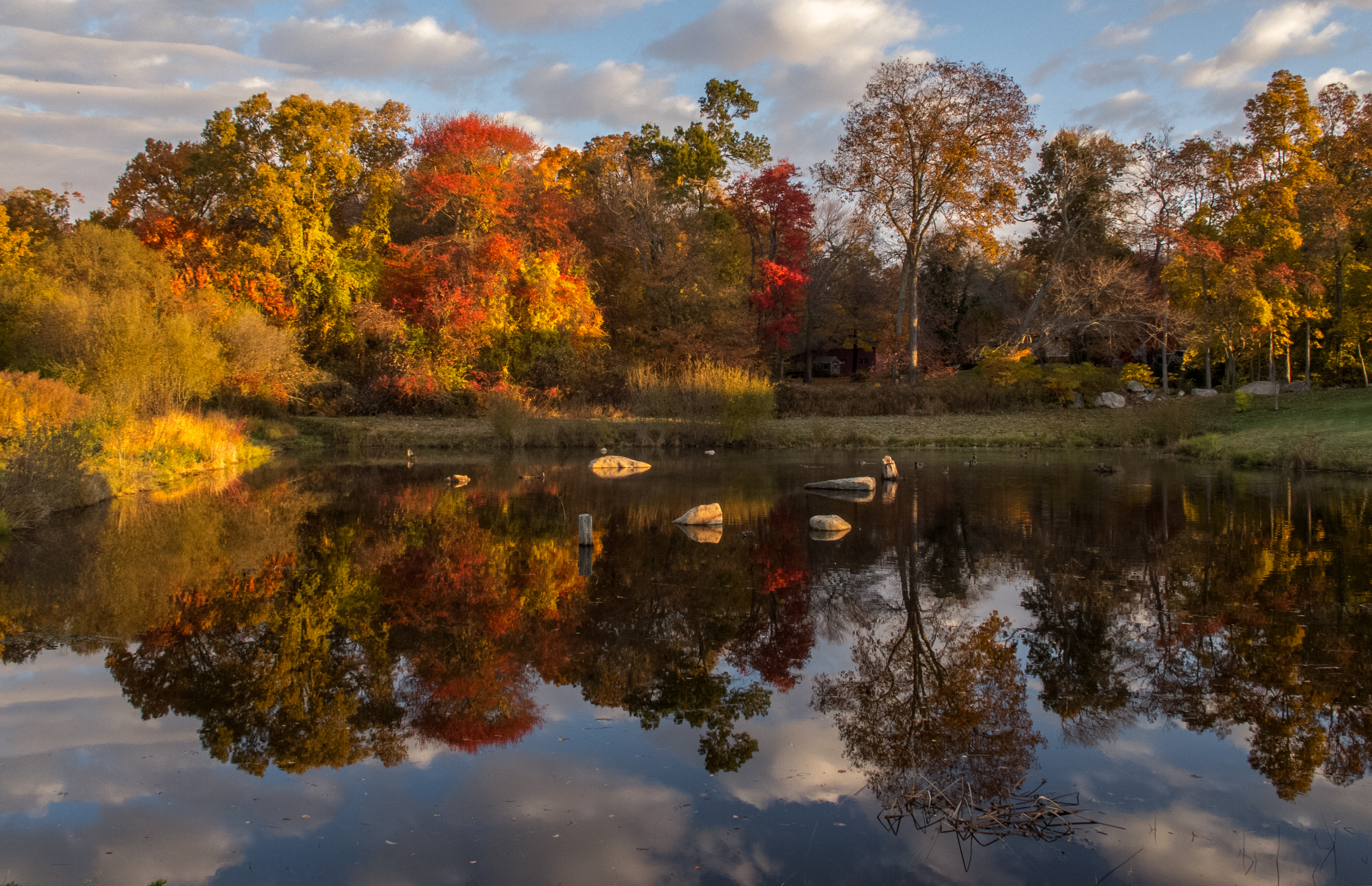 sunrise foliage