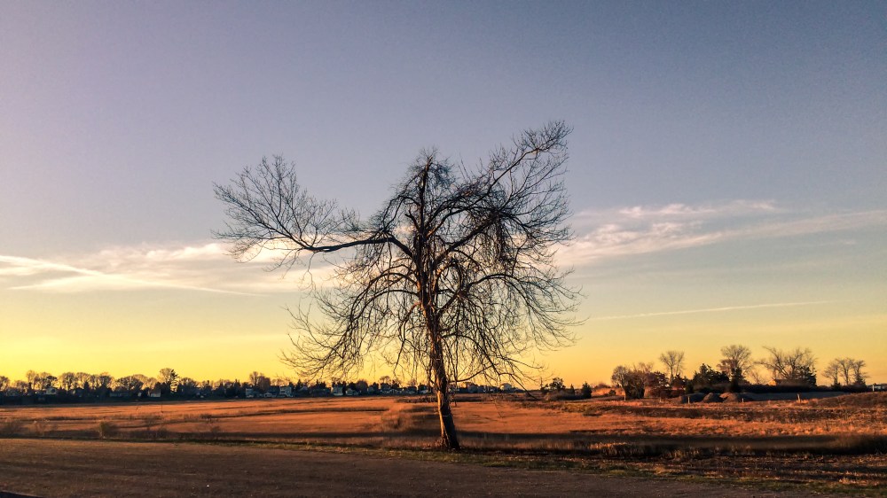 tree with no leaves at sunrise