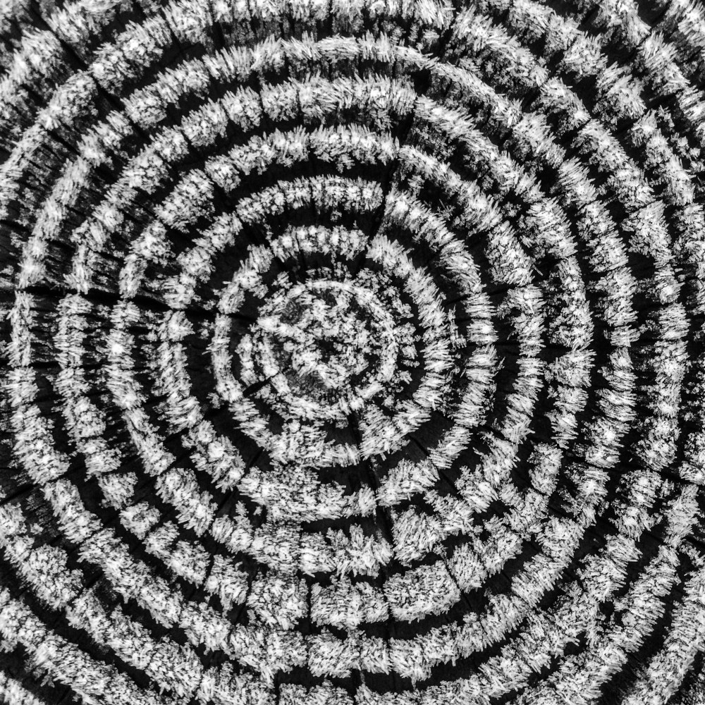 tree rings in black and white