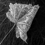 Frosty leaf
