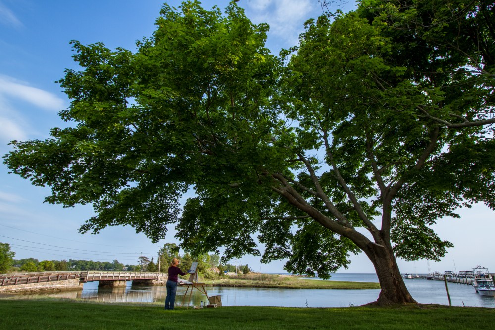 painter under large tree