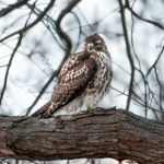 Osprey looking right