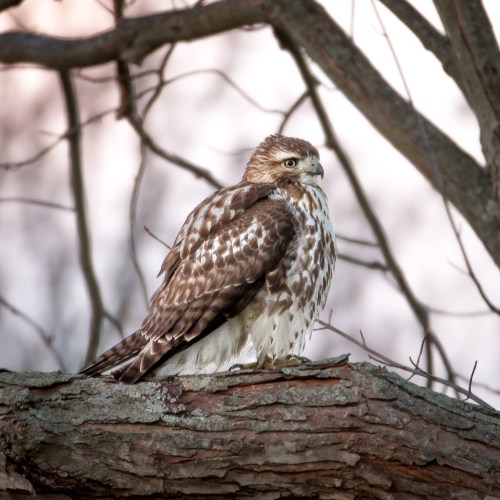Osprey looking forward
