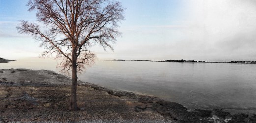 single tree on beach
