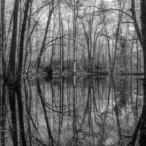 trees reflected in still pond surface