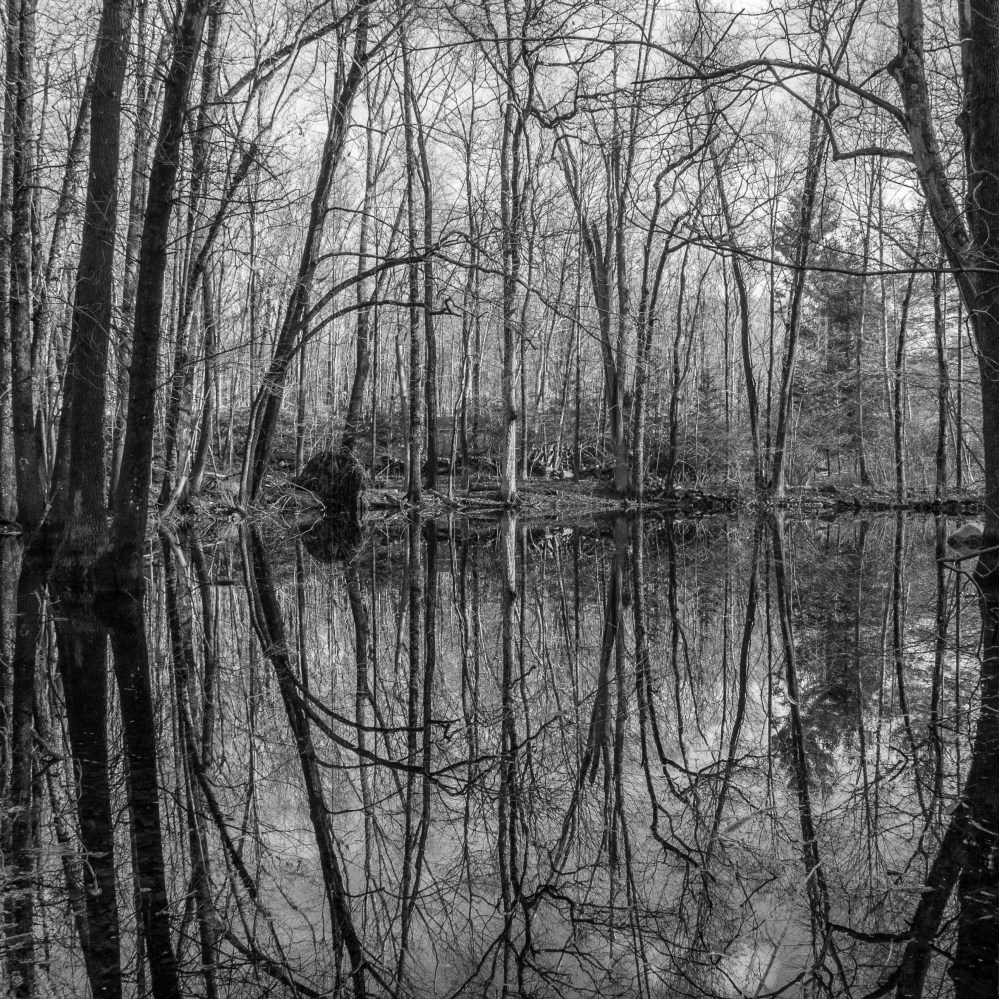 trees reflected in still pond surface