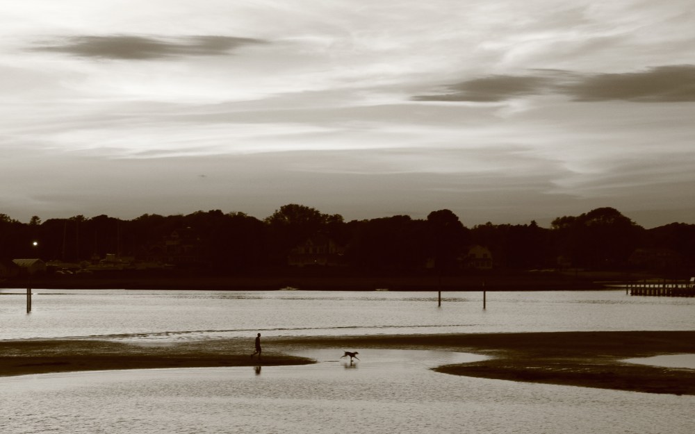 dog frolicking on Clinton Beach