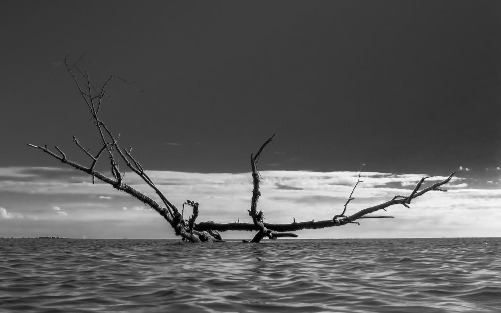 tree floating in water