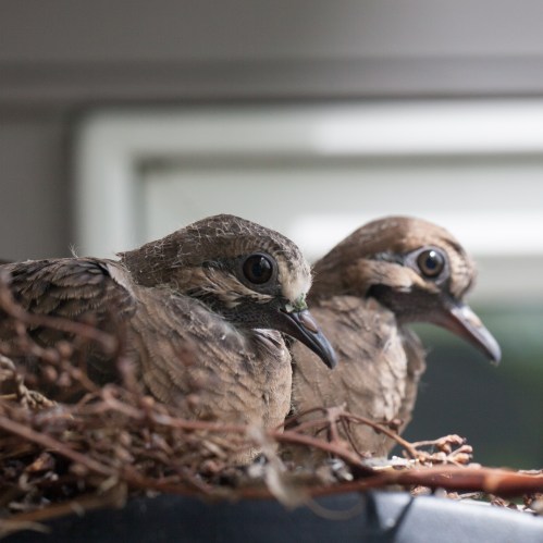 Two dove chicks