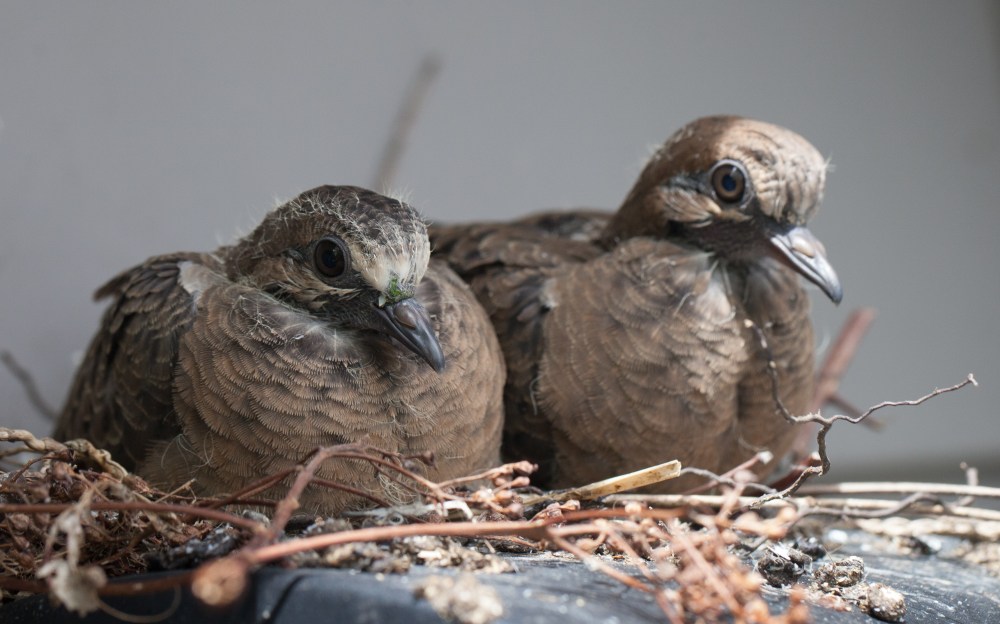 Two dove squabs