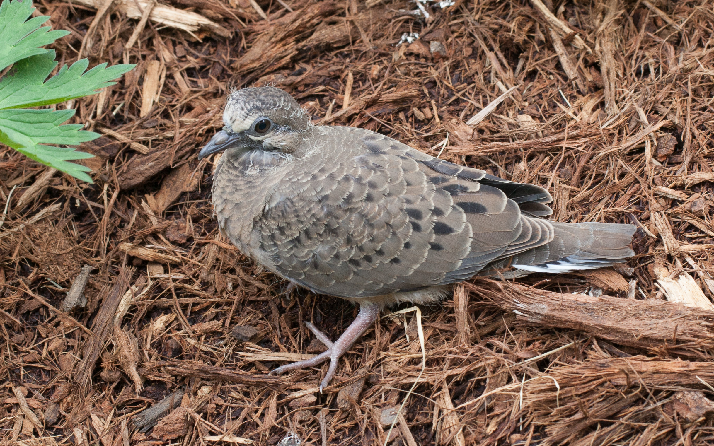 young dove on ground