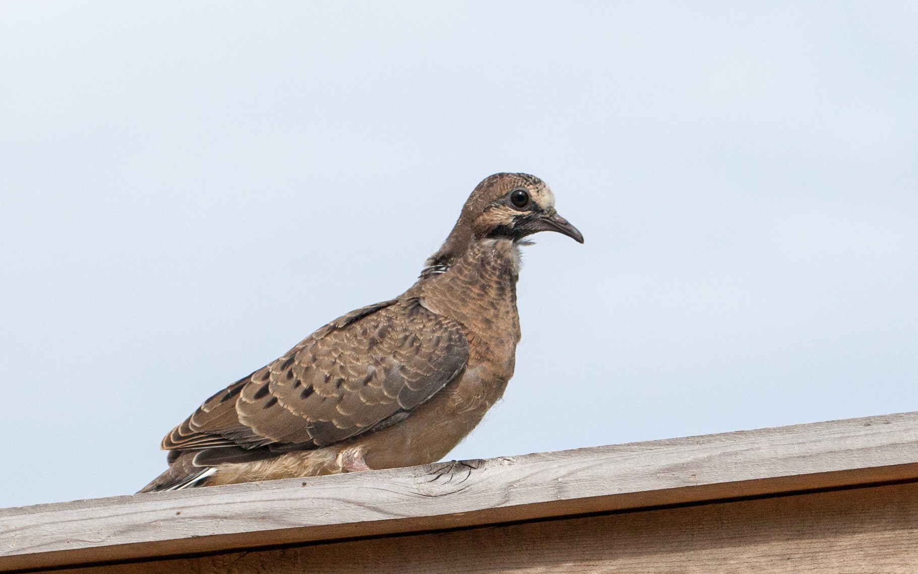 young dove on fence