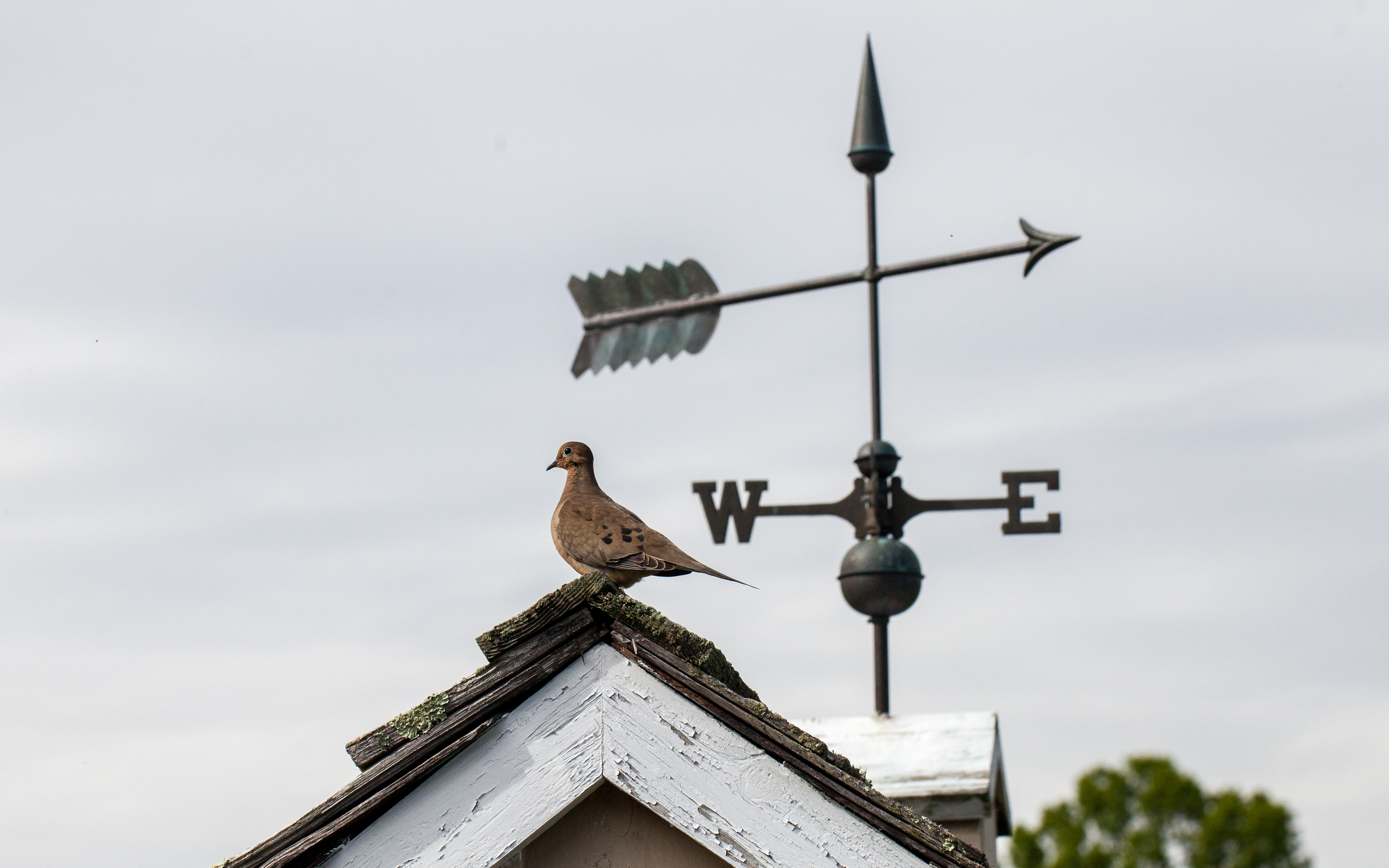 Dove and weathervane