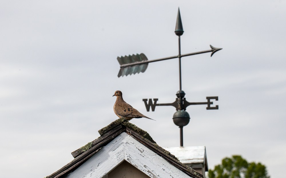 Dove and weathervane