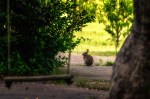 Bunny in yard