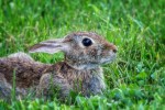 Bunny in grass