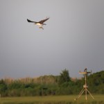 Osprey fishing 1
