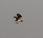 Osprey fishing 3